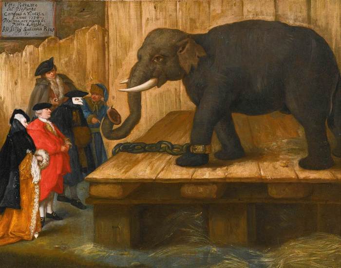 captured elephant